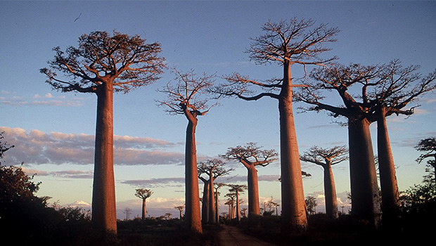When a Baobab Meets a “Bavard”: Interview with Senegalese Association “Les Baobards”